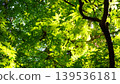 Fresh green leaves 139536181