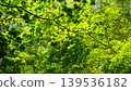 Fresh green leaves 139536182
