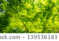 Fresh green leaves 139536183