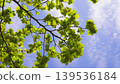 Plane trees in fresh green leaves 139536184
