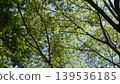 Fresh green leaves 139536185