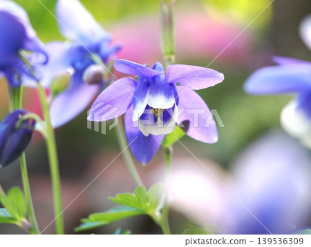 Columbine flowers blooming in the garden, shining in the backlight. Columbine flowers blooming in the garden, shining in the backlight. 139536309