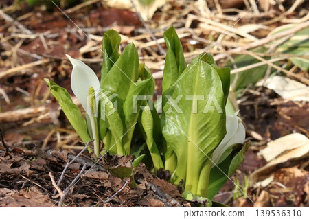 Mizubasho Mizubasho Hokkaido Spring Flowers Mizubasho Mizubasho Hokkaido Spring Flowers 139536310