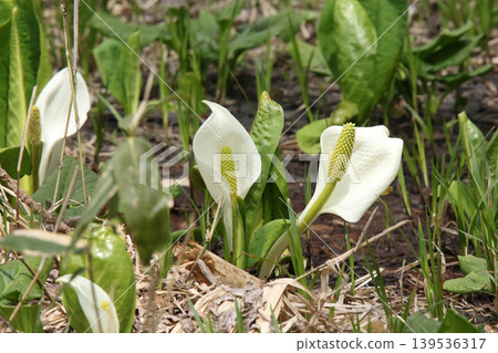 Mizubasho Mizubasho Hokkaido Spring Flowers Mizubasho Mizubasho Hokkaido Spring Flowers 139536317