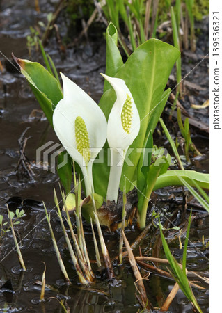 Mizubasho Mizubasho Hokkaido Spring Flowers Mizubasho Mizubasho Hokkaido Spring Flowers 139536321