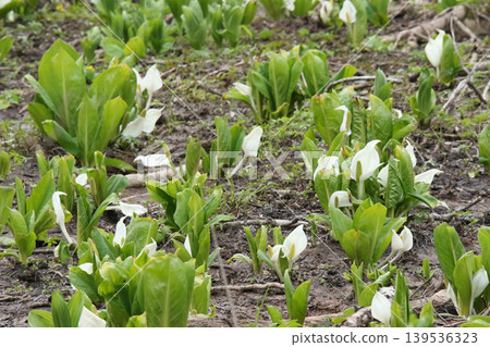 Mizubasho Mizubasho Hokkaido Spring Flowers Mizubasho Mizubasho Hokkaido Spring Flowers 139536323