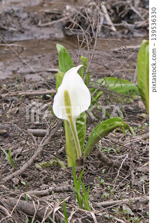 Mizubasho Mizubasho Hokkaido Spring Flowers Mizubasho Mizubasho Hokkaido Spring Flowers 139536330