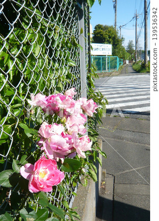 Pink flowers peeking out from behind the fence Pink flowers peeking out from behind the fence 139536342