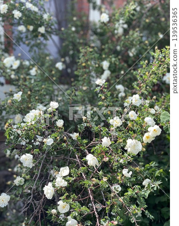 White roses in full bloom on a lush green bush, creating a natural outdoor floral background 139536365