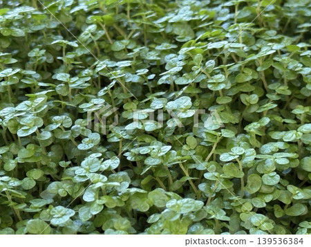Fresh green clover leaves create natural texture and vibrant background for St. Patricks Day 139536384