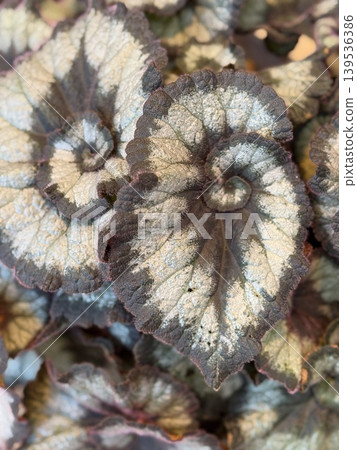 Begonia leaves with unique spiral patterns creating a textured natural background Begonia leaves with unique spiral patterns creating a textured natural background 139536386