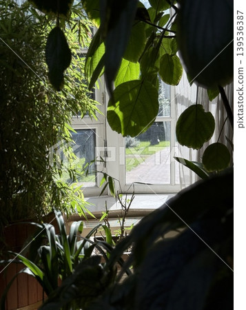 Sunlit indoor garden with various houseplants near window, creating a serene, natural background Sunlit indoor garden with various houseplants near window, creating a serene, natural background 139536387