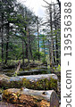 Wetlands and logs 139536388