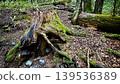Moss-covered tree roots 139536389