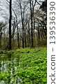 Lush green wetlands 139536390