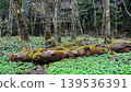 Persimmoned primary forest 139536391