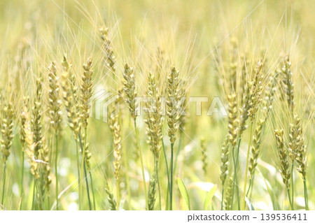 Wheat field Wheat field 139536411