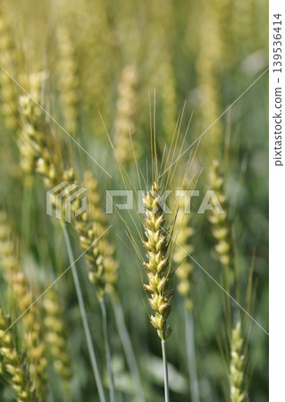 Wheat field Wheat field 139536414
