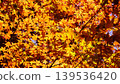 Autumn leaves illuminated by light 139536420