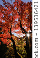 Autumn leaves illuminated by light 139536421
