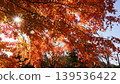 Autumn leaves illuminated by light 139536422