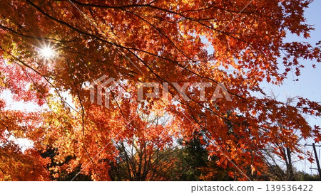 Autumn leaves illuminated by light Autumn leaves illuminated by light 139536422