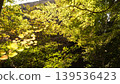 Autumn leaves illuminated by light 139536423