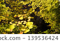 Autumn leaves illuminated by light 139536424