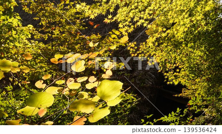 Autumn leaves illuminated by light Autumn leaves illuminated by light 139536424