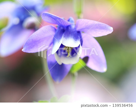 A close-up of a columbine shining in the backlight. A close-up of a columbine shining in the backlight. 139536456