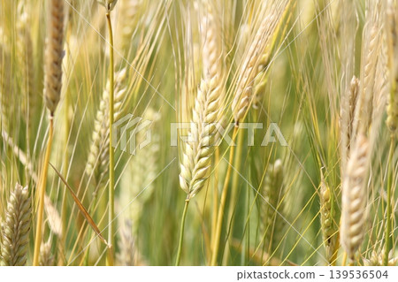 Wheat field Wheat field 139536504
