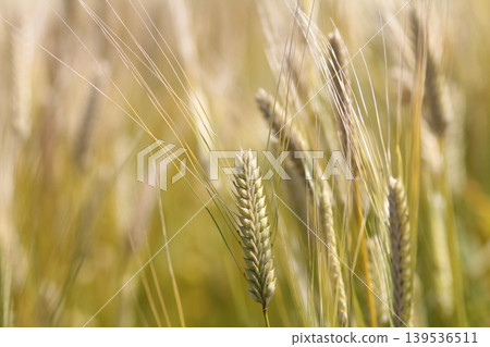 Wheat field Wheat field 139536511
