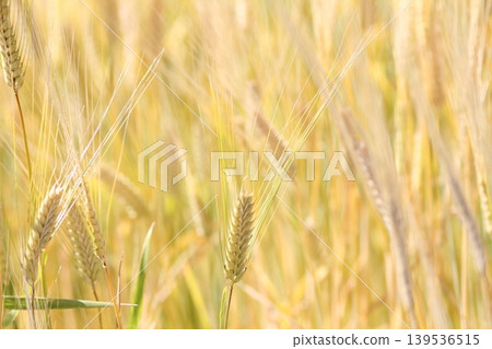 Wheat field Wheat field 139536515