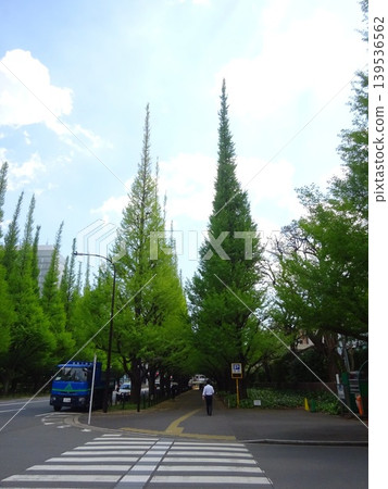 明治神宮外苑道路兩旁行道樹的照片。 明治神宮外苑道路兩旁行道樹的照片。 139536562