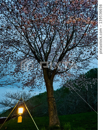 北海道北斗市：湯之澤湖畔公園露營地（夜間櫻花） 139536656