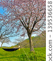 Yunosawa Lakeside Park Campground, Hokuto City, Hokkaido (Cherry blossoms and hammock camping) 139536658