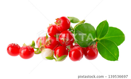 Fresh cowberry berries with leaves, isolated on white background. Ripe cranberry, cowberry, lingonberry. Clipping path. Fresh cowberry berries with leaves, isolated on white background. Ripe cranberry, cowberry, lingonberry. Clipping path. 139536697