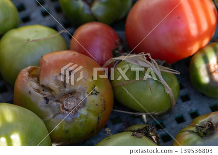Tomatoes starting to spoil and the food waste problem Tomatoes starting to spoil and the food waste problem 139536803