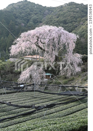 Weeping cherry tree in Tochizawa, Shizuoka City Weeping cherry tree in Tochizawa, Shizuoka City 139536943