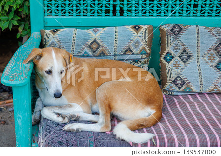 Relaxed dog resting on a patterned outdoor bench Relaxed dog resting on a patterned outdoor bench 139537000