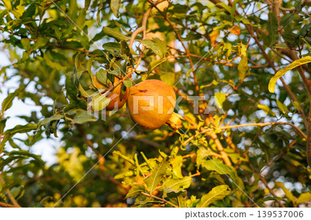 Pomegranates ripening on a tree branch in warm sunlight 139537006