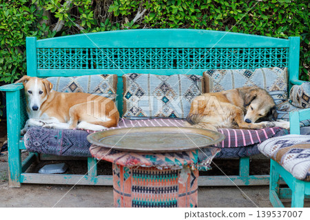 Two dogs resting on a vibrant teal outdoor bench Two dogs resting on a vibrant teal outdoor bench 139537007