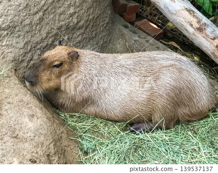 Capybara resting on the ground in zoo Capybara resting on the ground in zoo 139537137