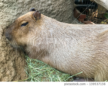 Capybara resting on the ground in zoo 139537138