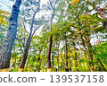 Sky looking up from the woods 139537158
