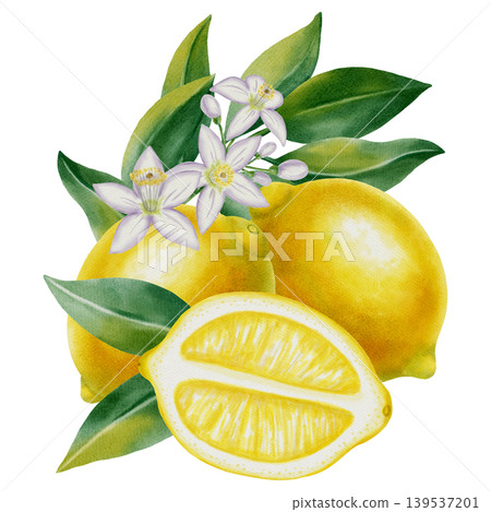 Watercolor composition of whole lemons and a slice with citrus blossoms, leaves on a white background. Hand-painted botanical fruit illustration perfect for fabric, wallpaper, packaging, kitchen decor Watercolor composition of whole lemons and a slice with citrus blossoms, leaves on a white background. Hand-painted botanical fruit illustration perfect for fabric, wallpaper, packaging, kitchen decor 139537201
