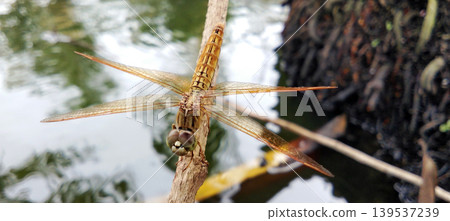An orange dragonfly perched on a tree branch near the water. An orange dragonfly perched on a tree branch near the water. 139537239