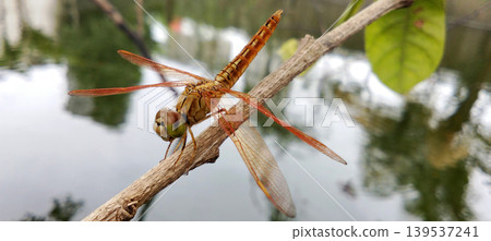 An orange dragonfly perched on a tree branch near the water. An orange dragonfly perched on a tree branch near the water. 139537241