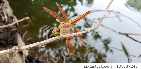 An orange dragonfly perched on a tree branch near the water. 139537243