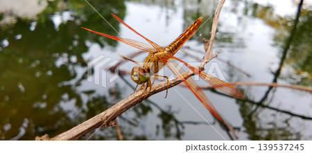 An orange dragonfly perched on a tree branch near the water. An orange dragonfly perched on a tree branch near the water. 139537245